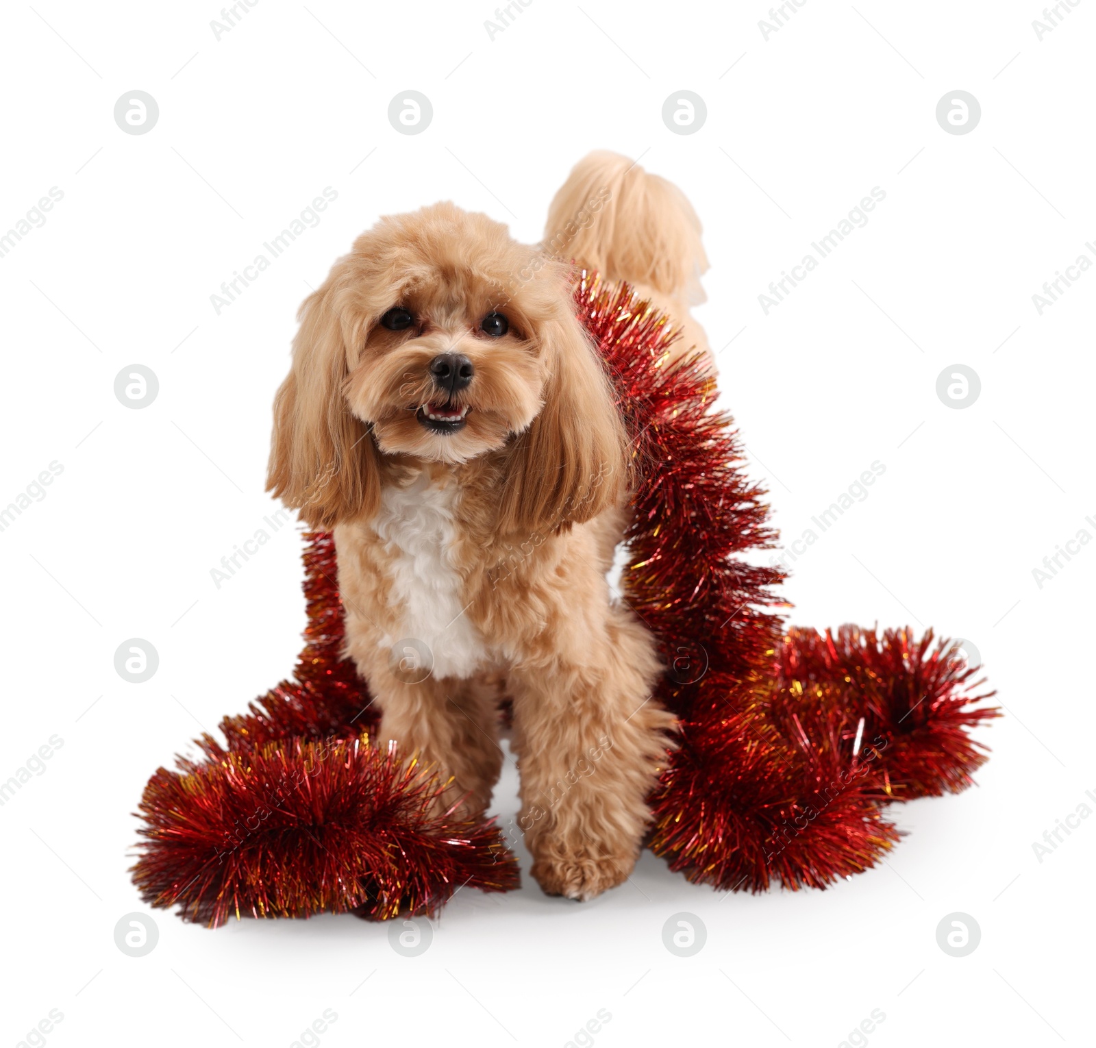 Photo of Cute dog with shiny tinsel on white background. Space for text