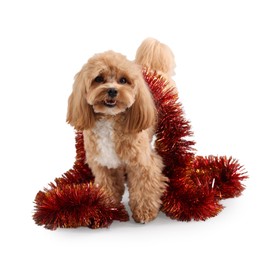 Photo of Cute dog with shiny tinsel on white background. Space for text