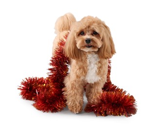 Photo of Cute dog with shiny tinsel on white background