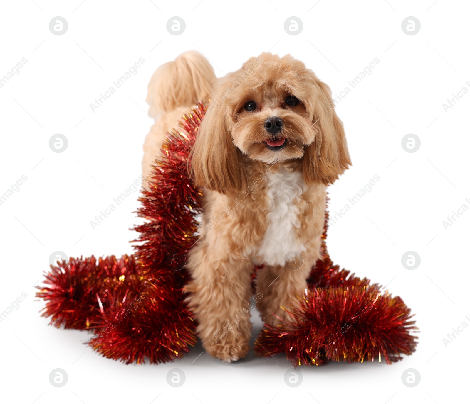 Photo of Cute dog with shiny tinsel on white background