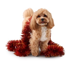 Photo of Cute dog with shiny tinsel on white background