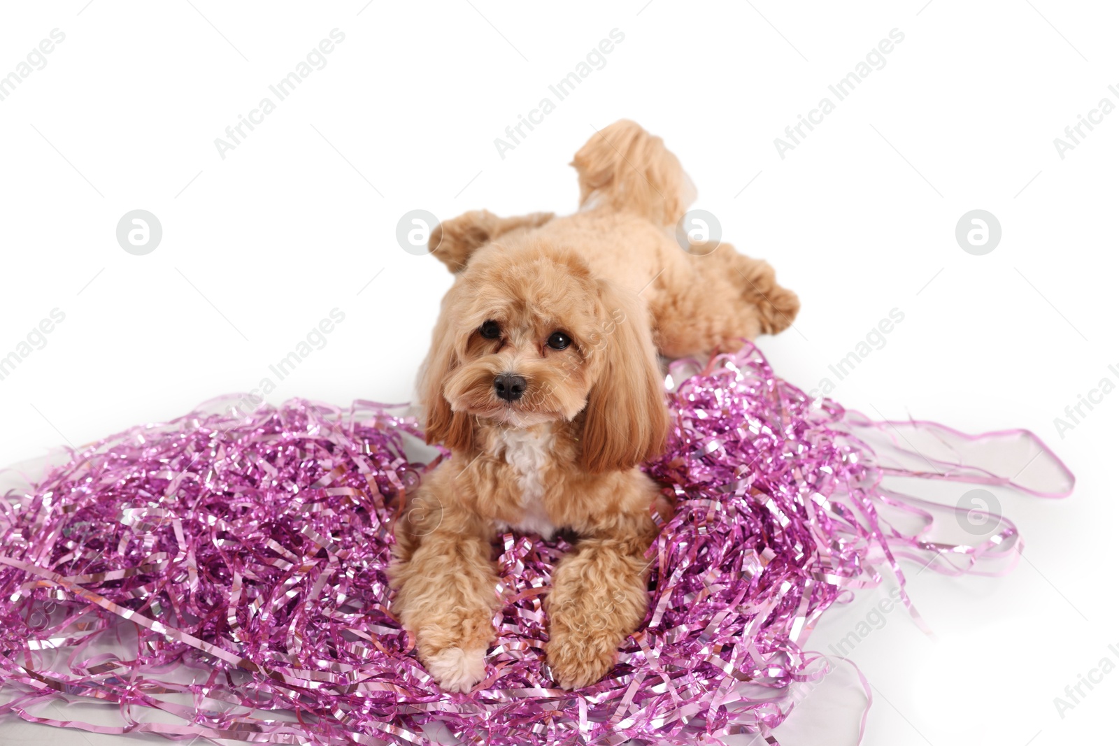 Photo of Cute dog with pile of shiny tinsels on white background