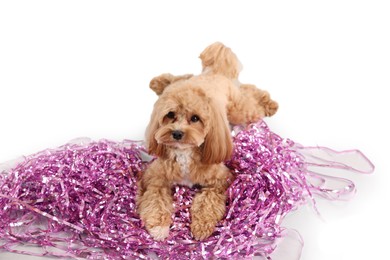 Photo of Cute dog with pile of shiny tinsels on white background