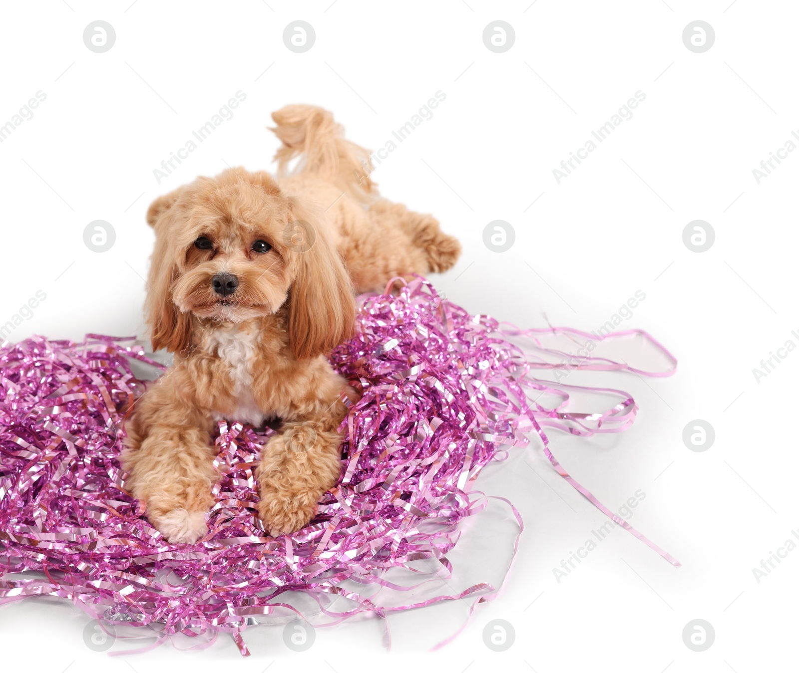 Photo of Cute dog with pile of shiny tinsels on white background. Space for text