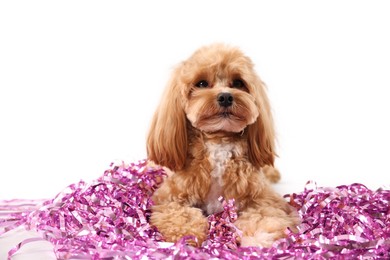 Photo of Cute dog with pile of shiny tinsels on white background