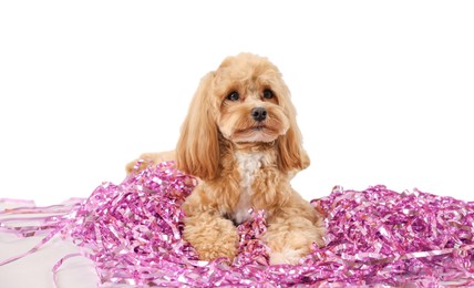 Photo of Cute dog with pile of shiny tinsels on white background