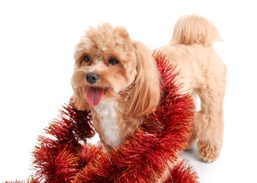 Photo of Cute dog with red tinsel on white background