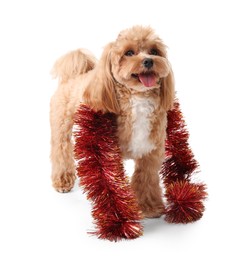 Photo of Cute dog with red tinsel on white background