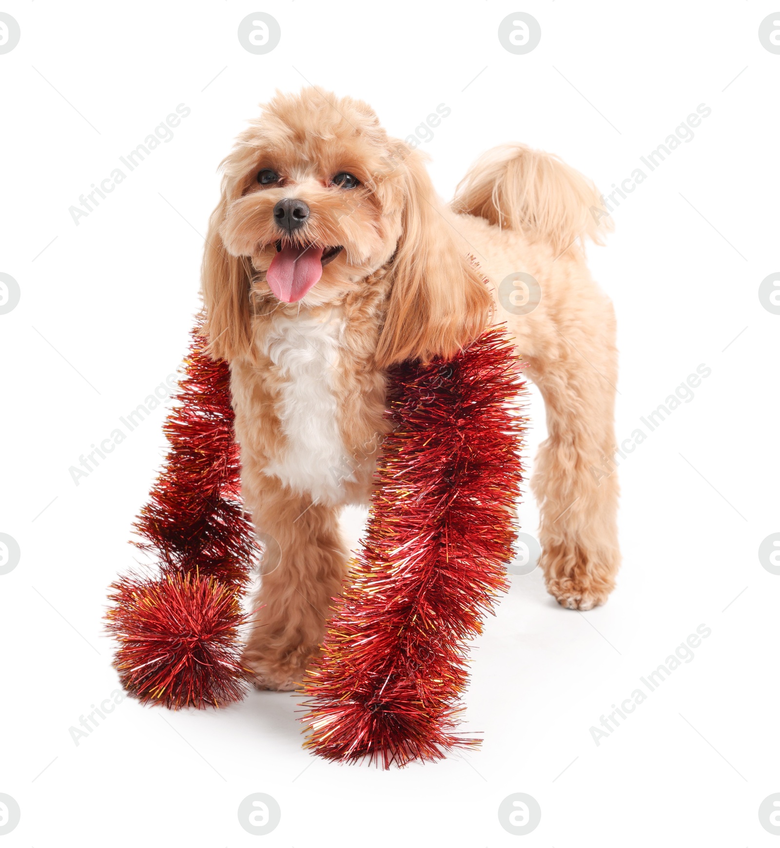 Photo of Cute dog with red tinsel on white background