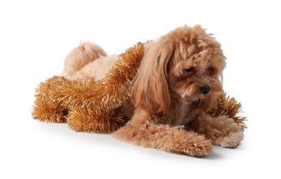 Photo of Cute dog with shiny tinsel on white background