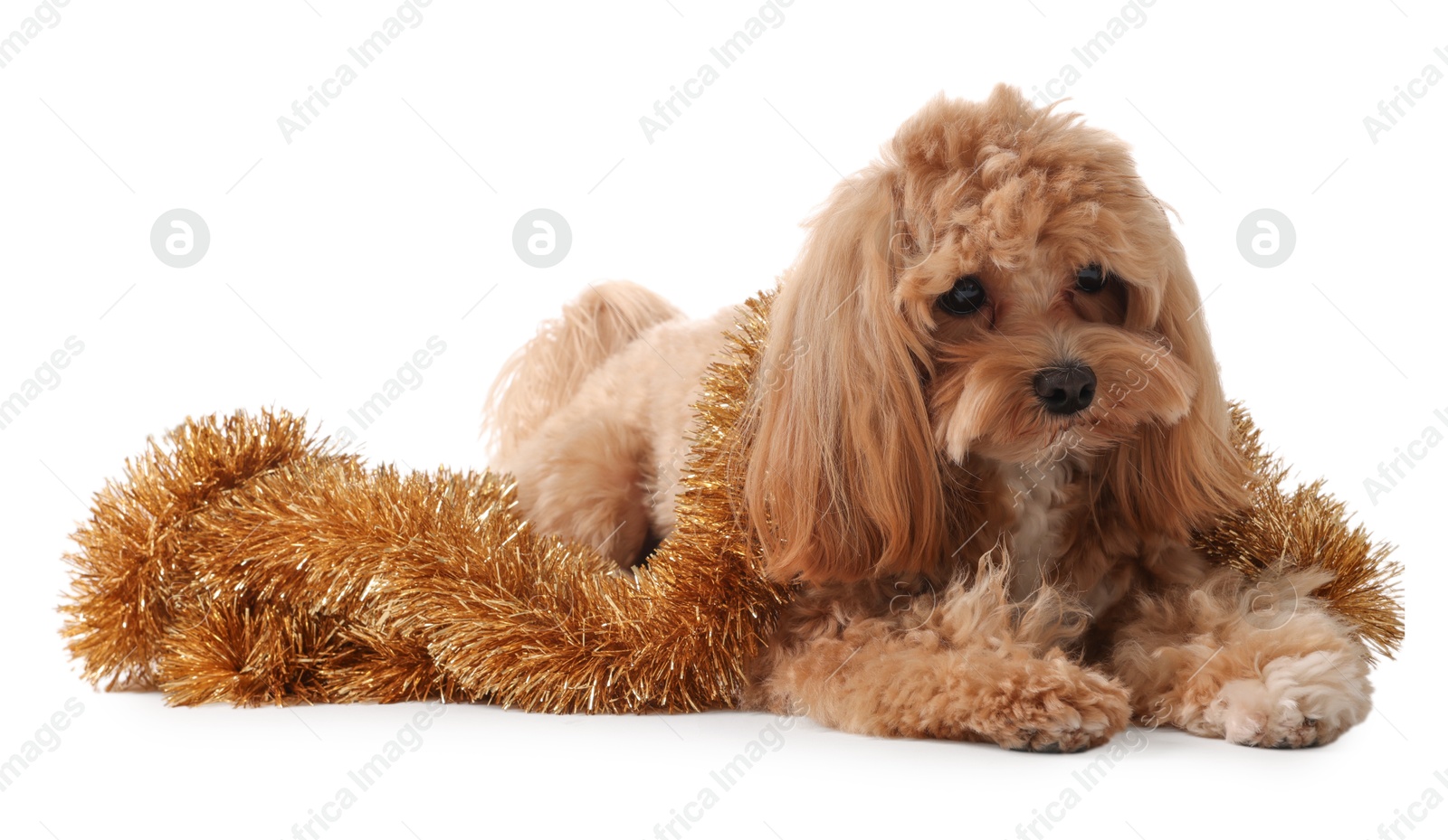 Photo of Cute dog with shiny tinsel on white background