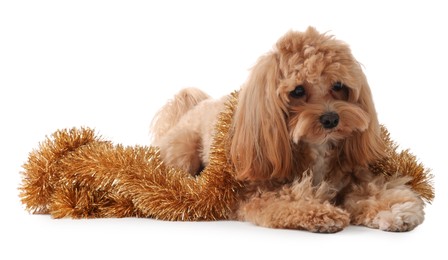 Photo of Cute dog with shiny tinsel on white background