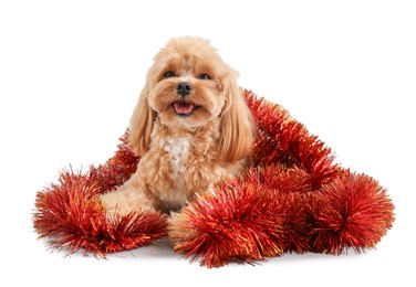 Photo of Cute dog with shiny tinsel on white background