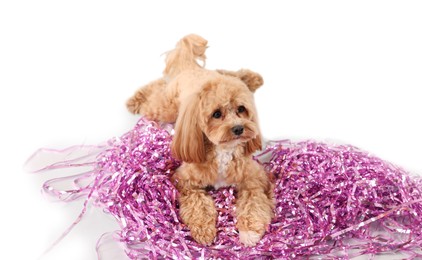 Photo of Cute dog with pile of shiny tinsels on white background