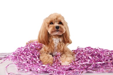 Photo of Cute dog with pile of shiny tinsels on white background