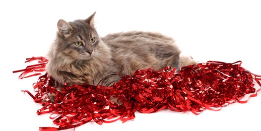 Photo of Cute cat with red Christmas tinsel isolated on white