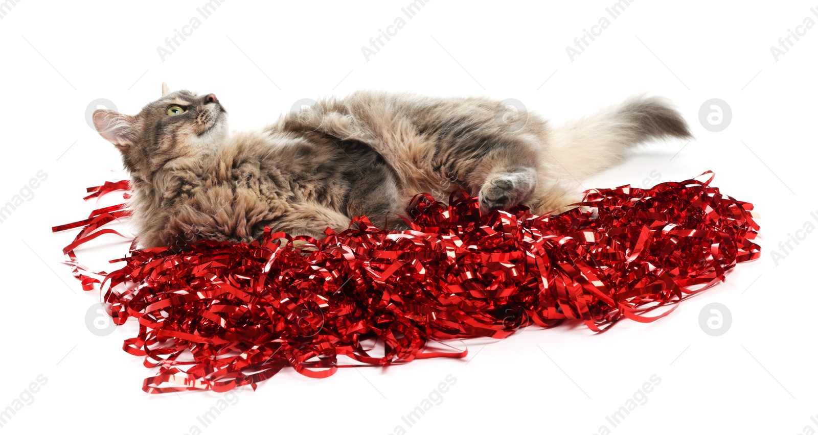 Photo of Cute cat with red Christmas tinsel isolated on white