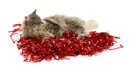 Photo of Cute cat with red Christmas tinsel isolated on white