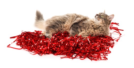 Photo of Cute cat with red Christmas tinsel isolated on white