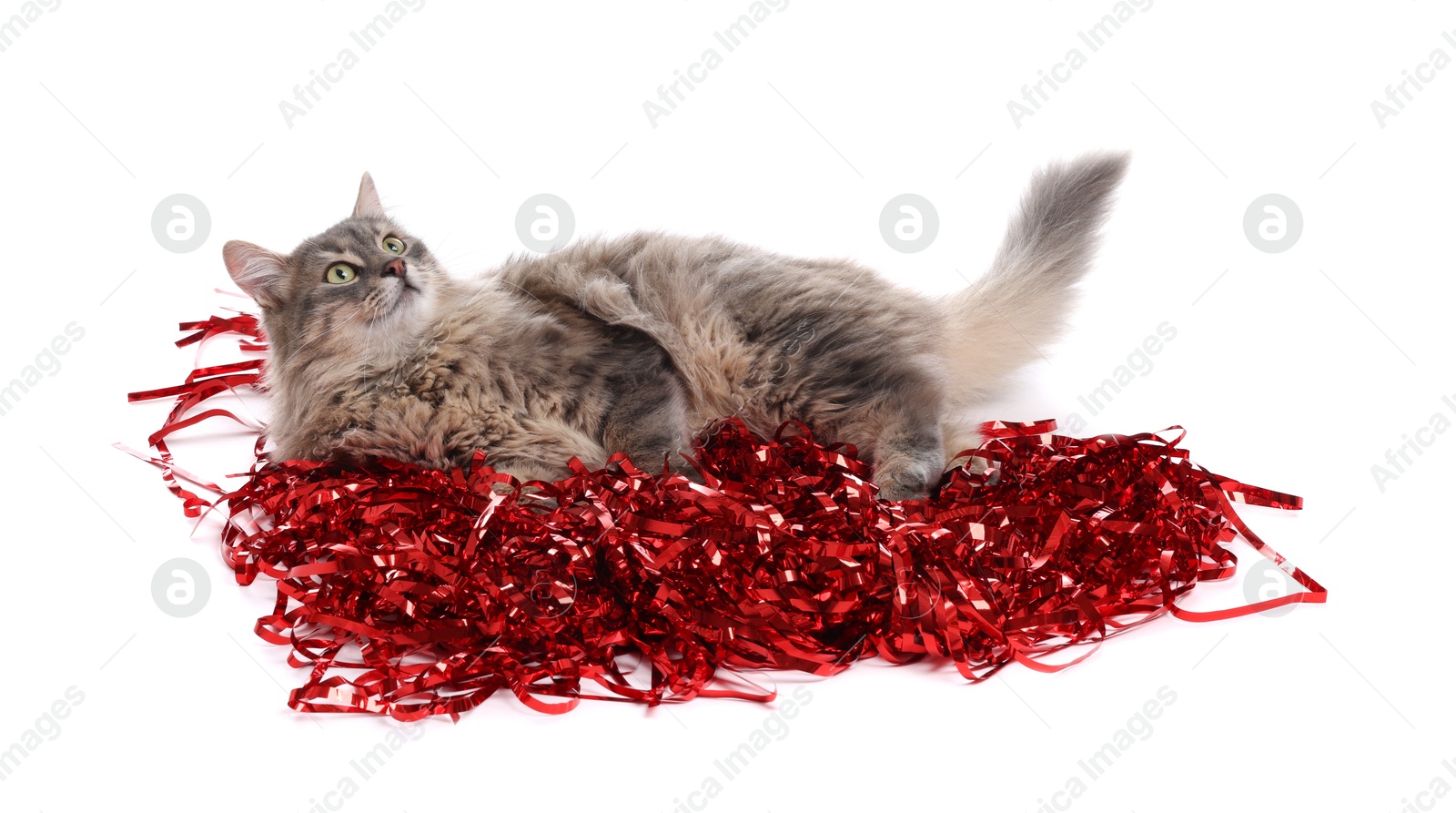 Photo of Cute cat with red Christmas tinsel isolated on white