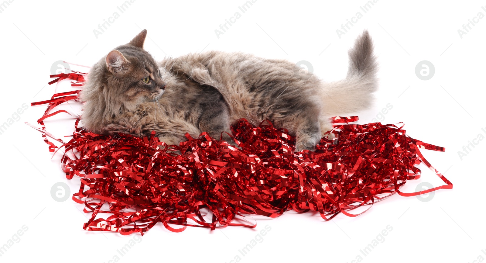 Photo of Cute cat with red Christmas tinsel isolated on white