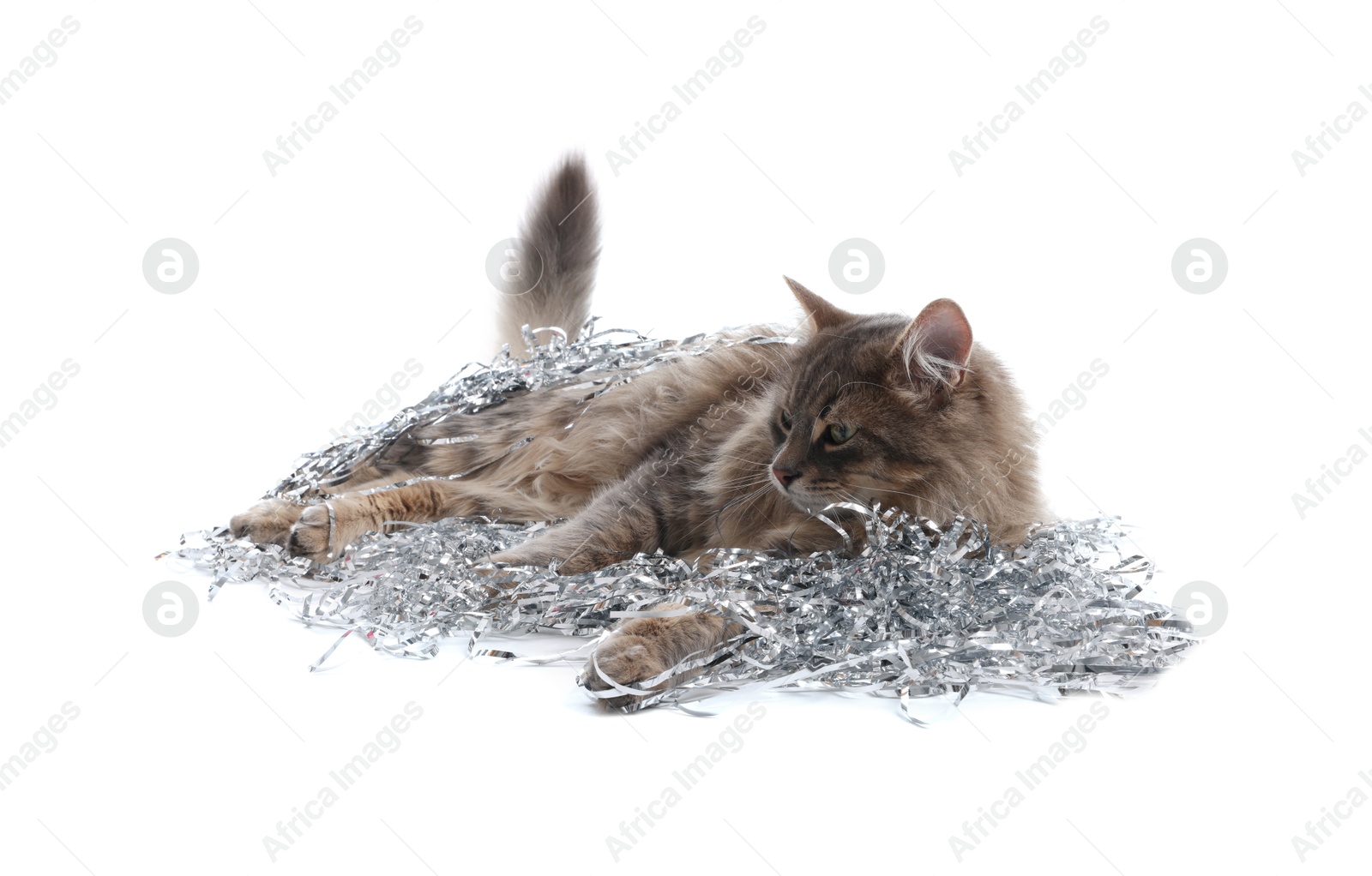 Photo of Cute cat with silver Christmas tinsel isolated on white