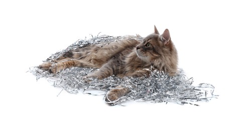 Photo of Cute cat with silver Christmas tinsel isolated on white