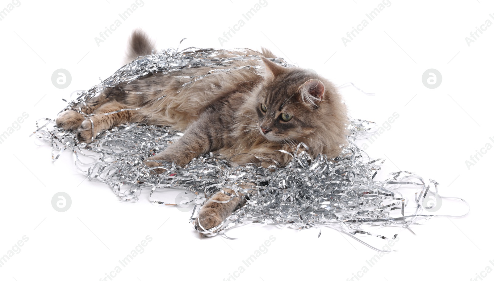 Photo of Cute cat with silver Christmas tinsel isolated on white