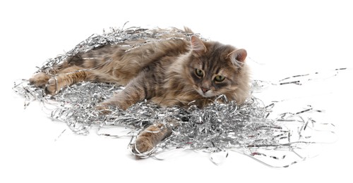 Photo of Cute cat with silver Christmas tinsel isolated on white