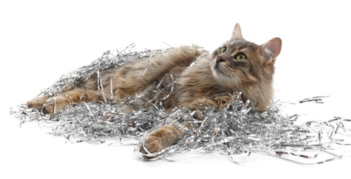 Photo of Cute cat with silver Christmas tinsel isolated on white