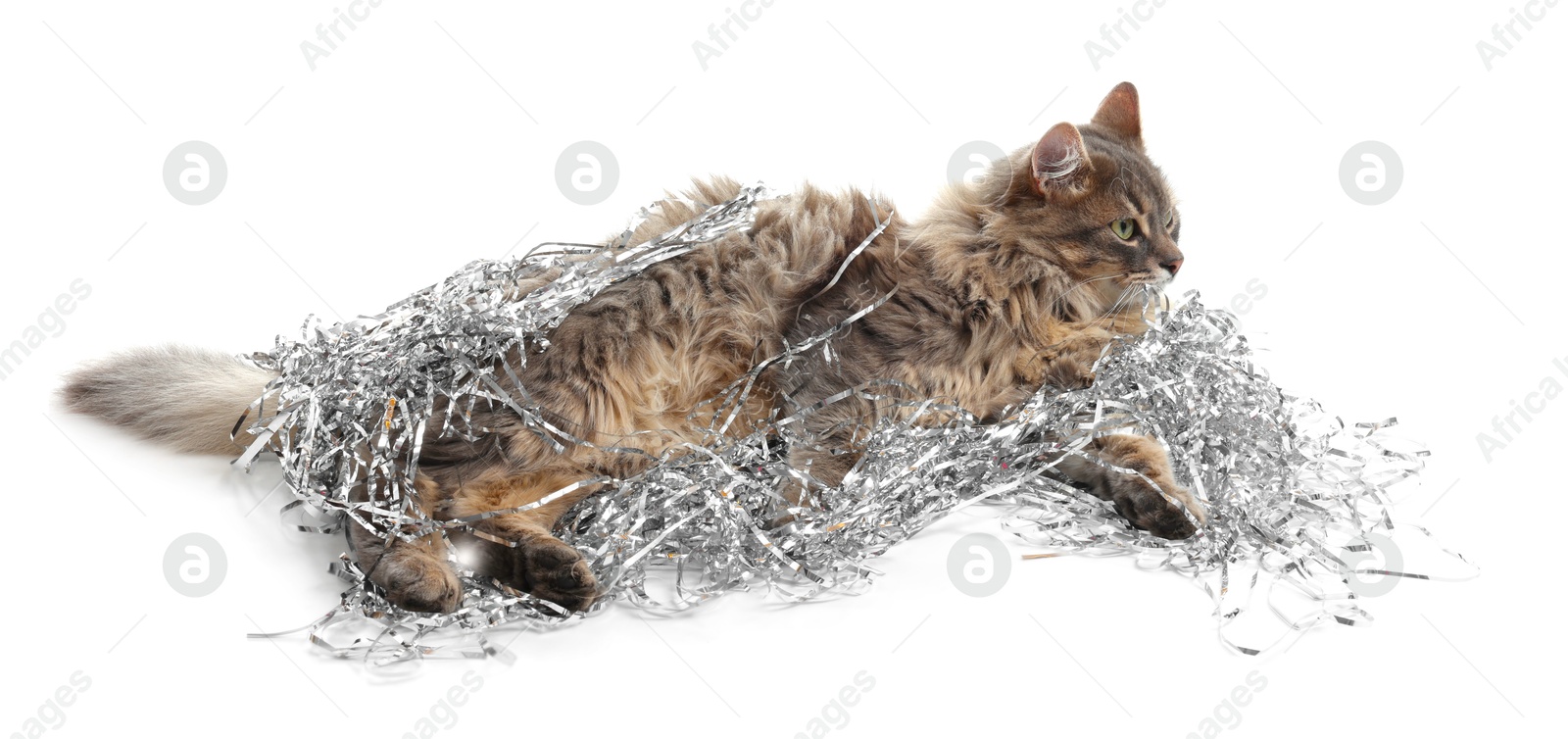 Photo of Cute cat with silver Christmas tinsel isolated on white