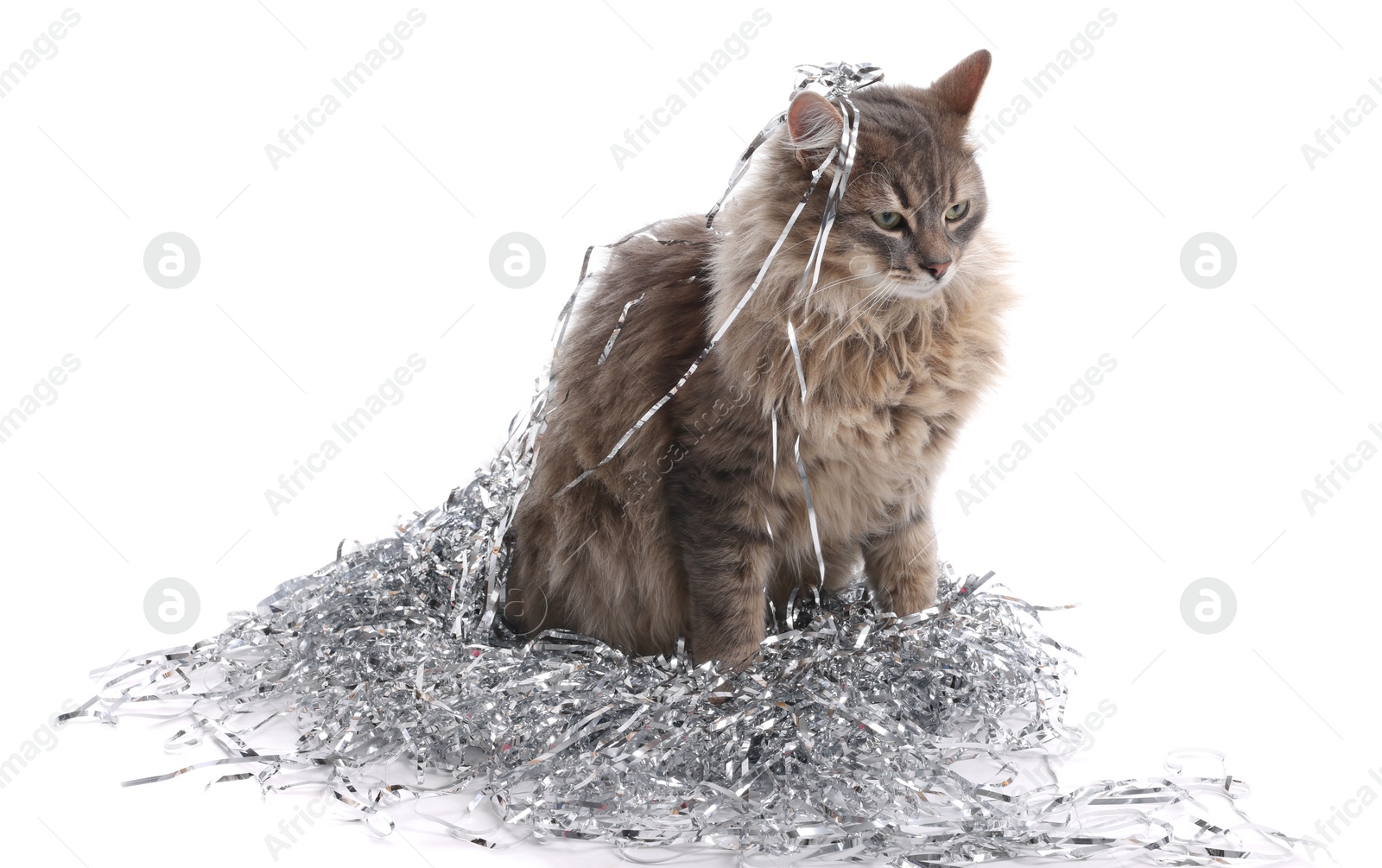 Photo of Cute cat with silver Christmas tinsel isolated on white