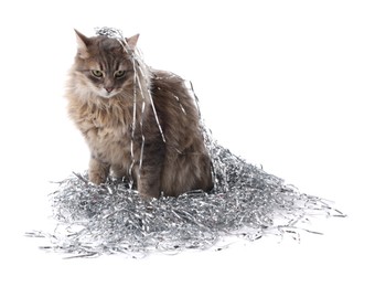 Photo of Cute cat with silver Christmas tinsel isolated on white