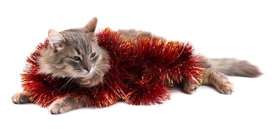 Photo of Cute cat with bright Christmas tinsel isolated on white