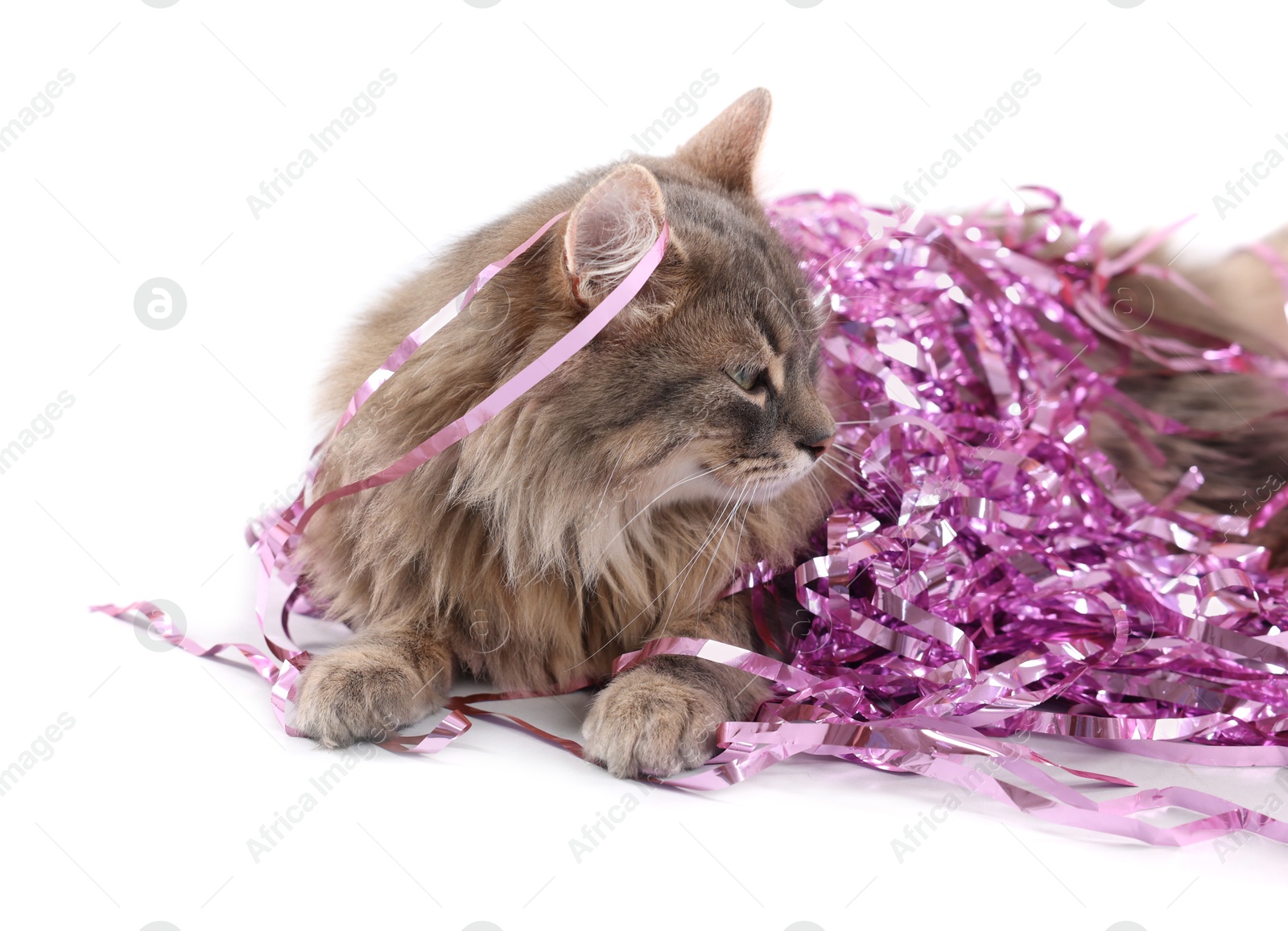 Photo of Cute cat with pink Christmas tinsel isolated on white