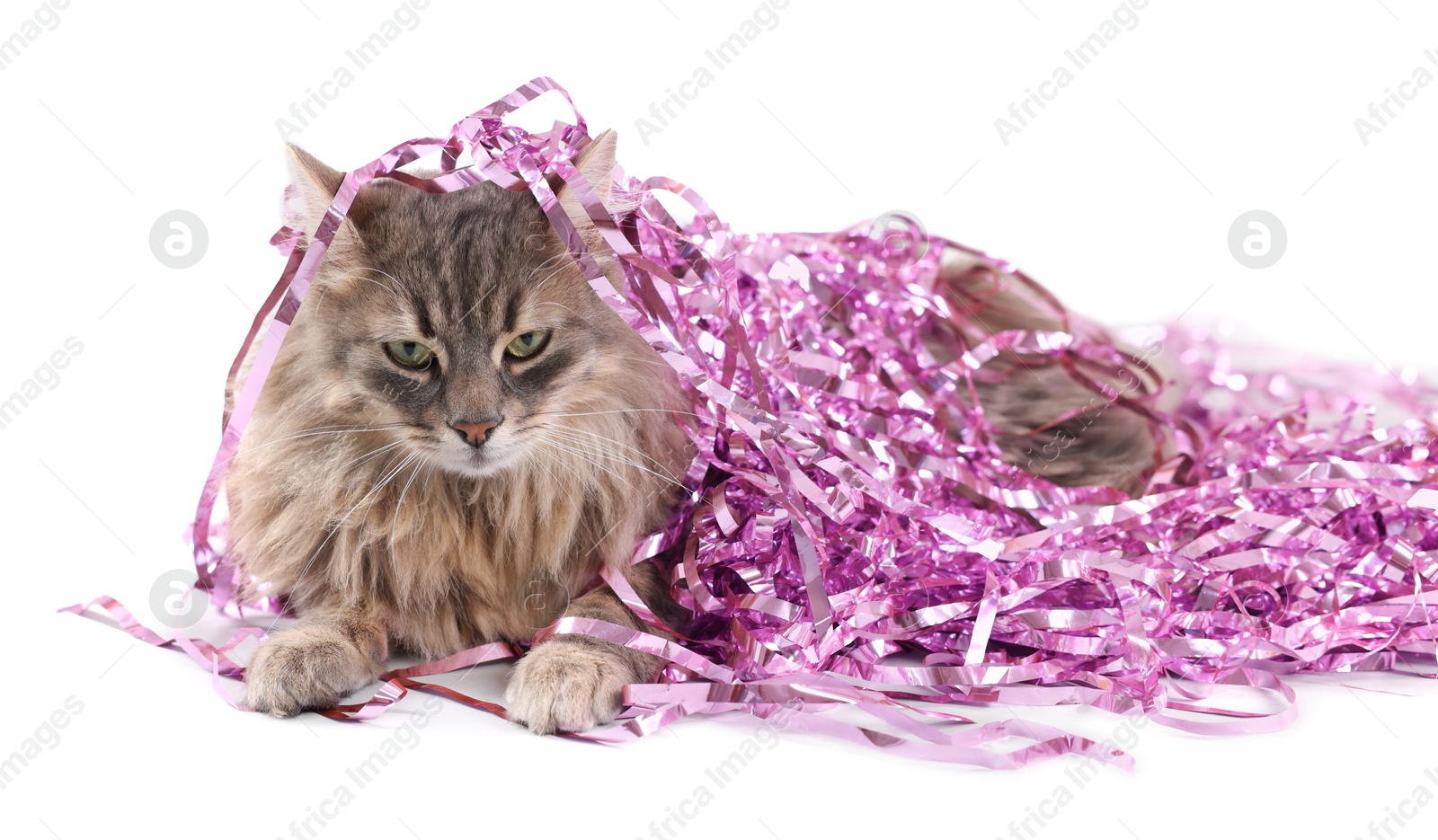 Photo of Cute cat with pink Christmas tinsel isolated on white