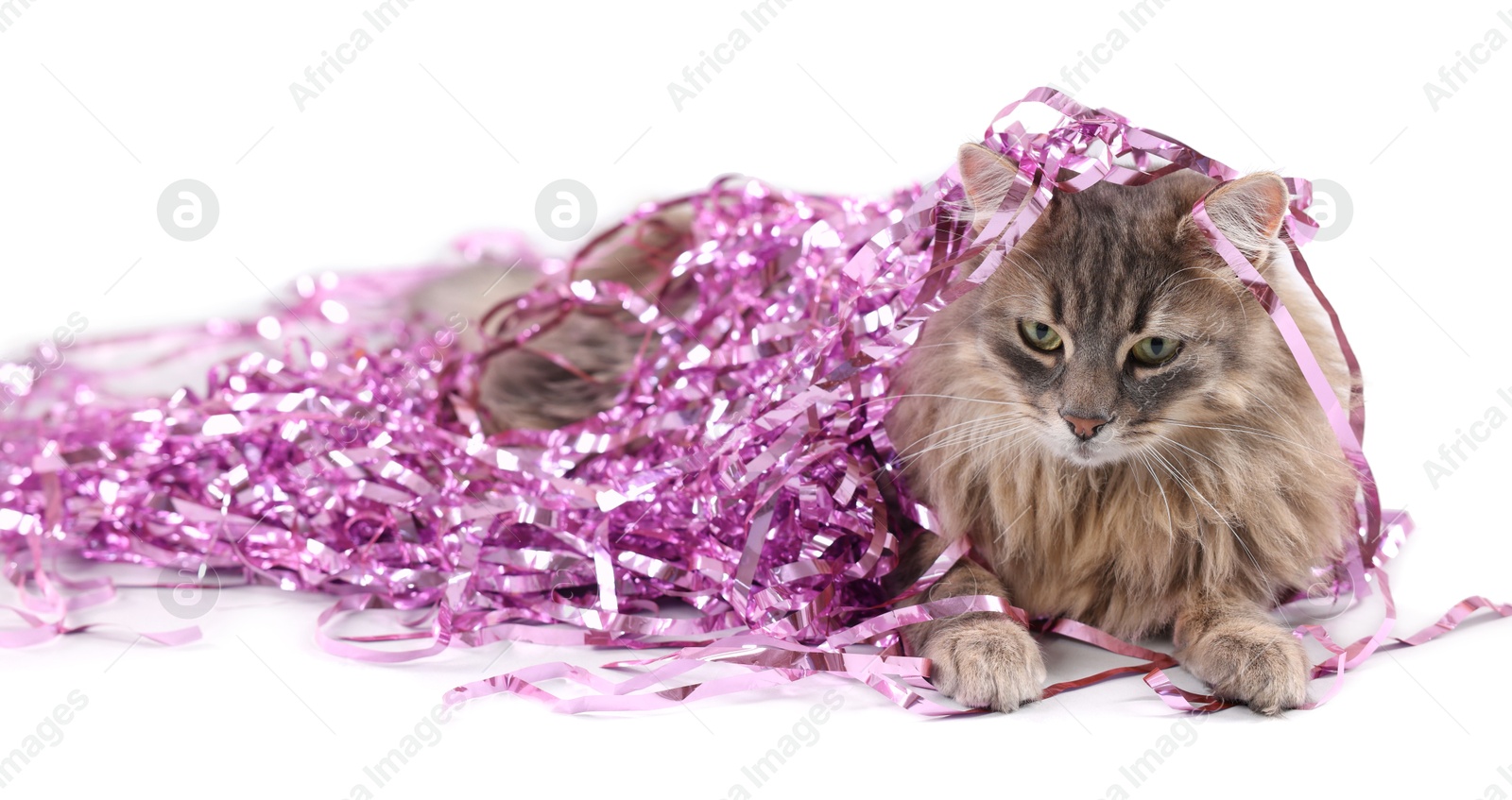 Photo of Cute cat with pink Christmas tinsel isolated on white