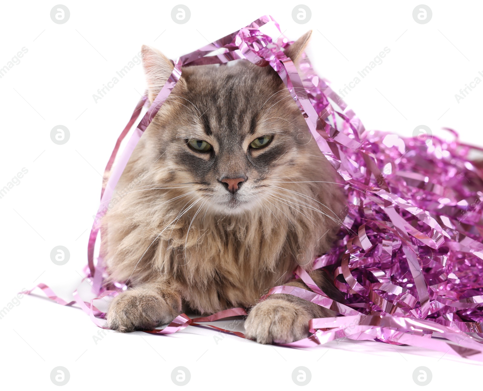 Photo of Cute cat with pink Christmas tinsel isolated on white