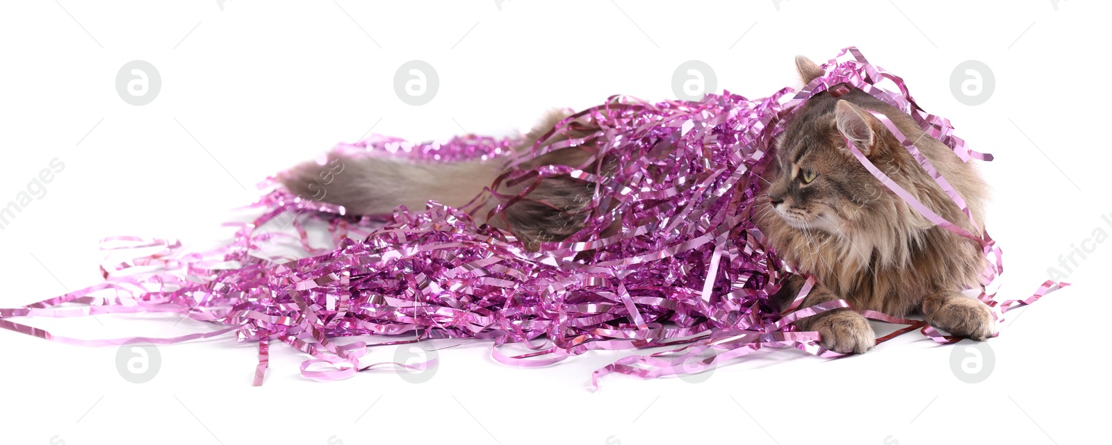 Photo of Cute cat with pink Christmas tinsel isolated on white