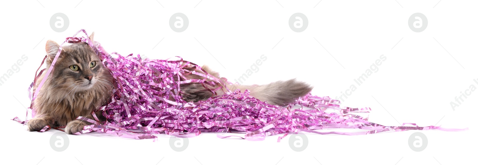 Photo of Cute cat with pink Christmas tinsel isolated on white