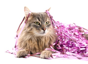 Photo of Cute cat with pink Christmas tinsel isolated on white