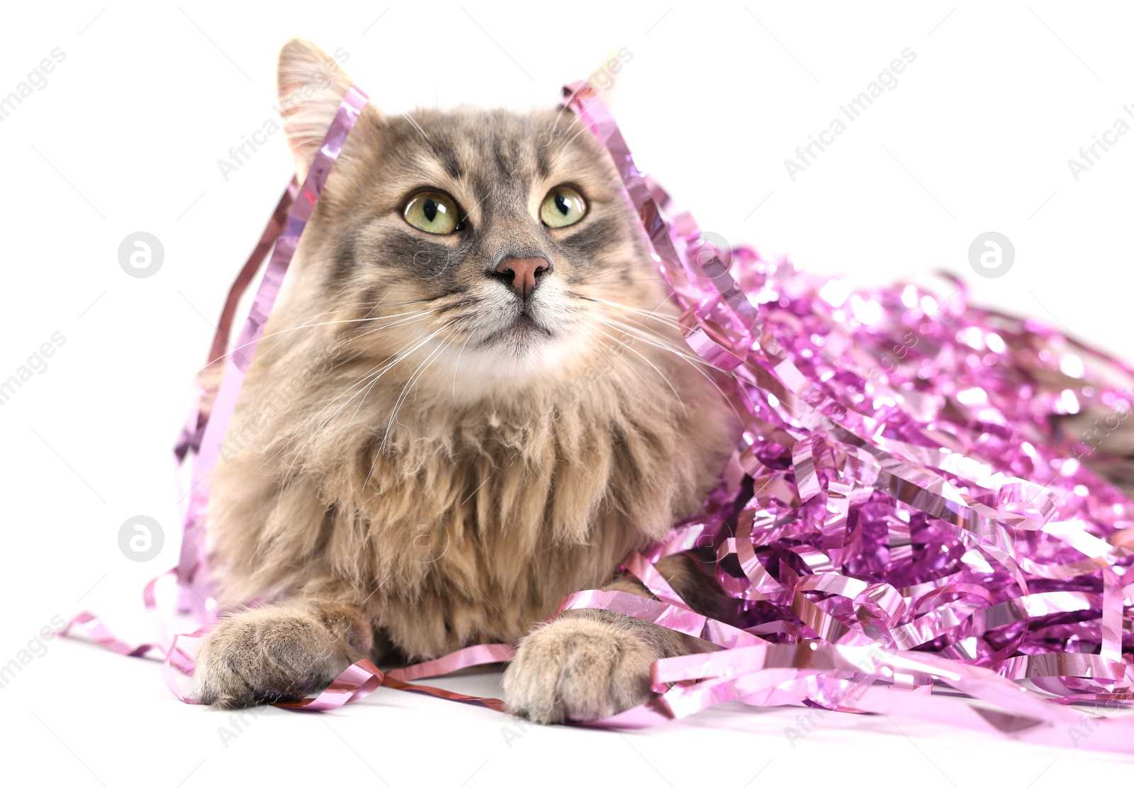 Photo of Cute cat with pink Christmas tinsel isolated on white