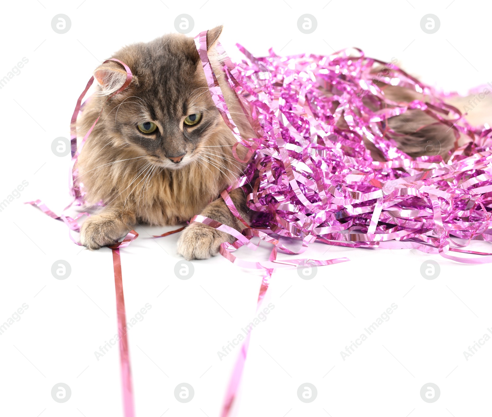 Photo of Cute cat with pink Christmas tinsel isolated on white