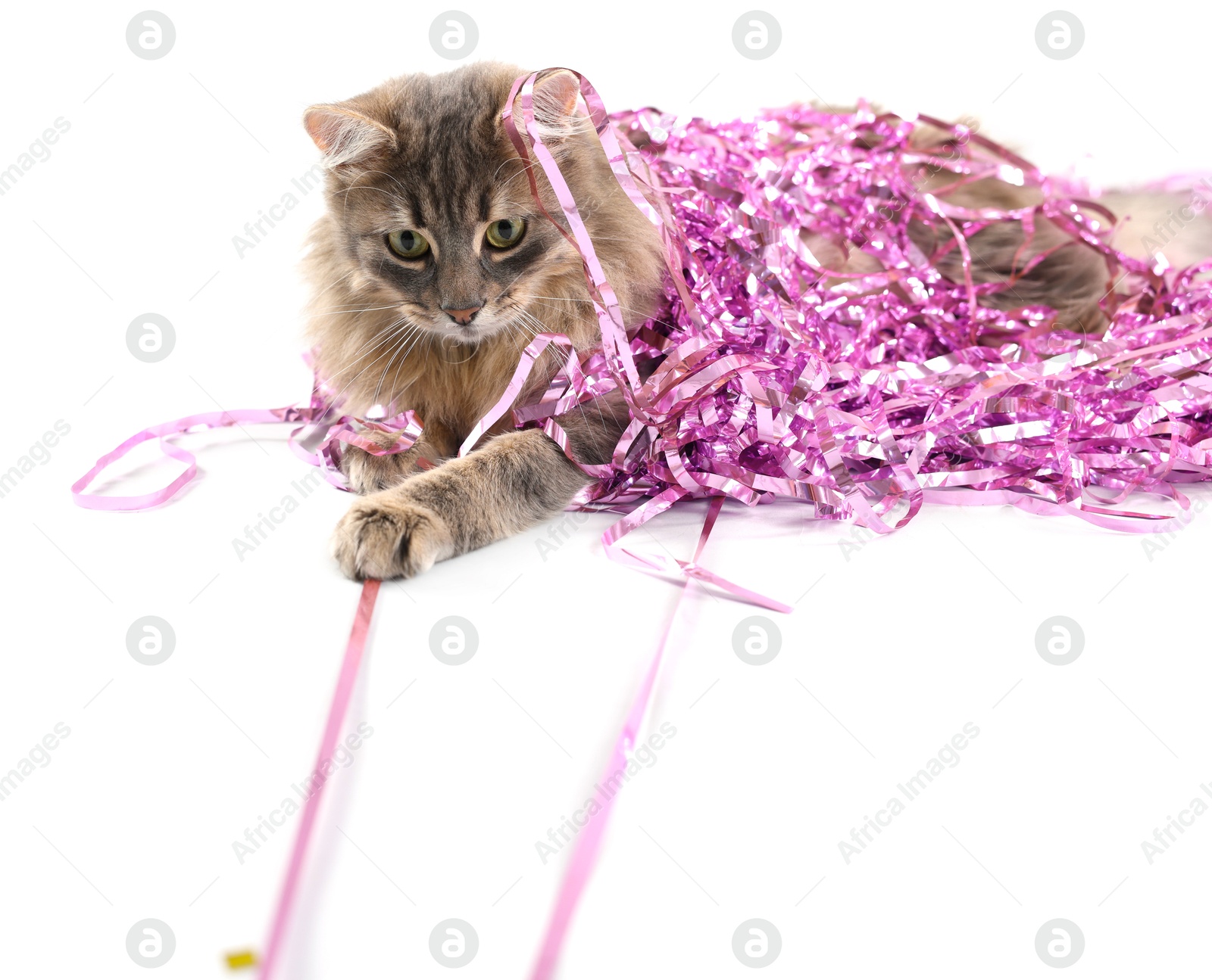 Photo of Cute cat with pink Christmas tinsel isolated on white