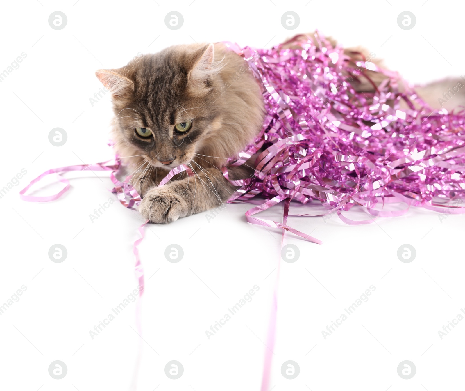 Photo of Cute cat with pink Christmas tinsel isolated on white