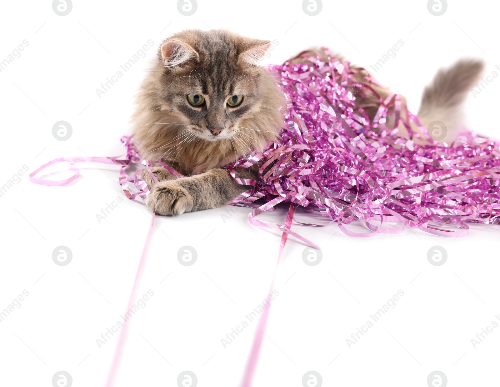 Photo of Cute cat with pink Christmas tinsel isolated on white