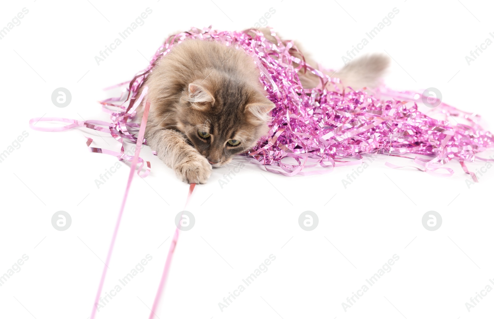 Photo of Cute cat with pink Christmas tinsel isolated on white