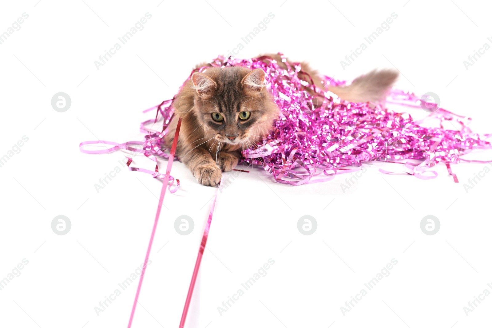 Photo of Cute cat with pink Christmas tinsel isolated on white