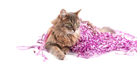 Photo of Cute cat with pink Christmas tinsel isolated on white