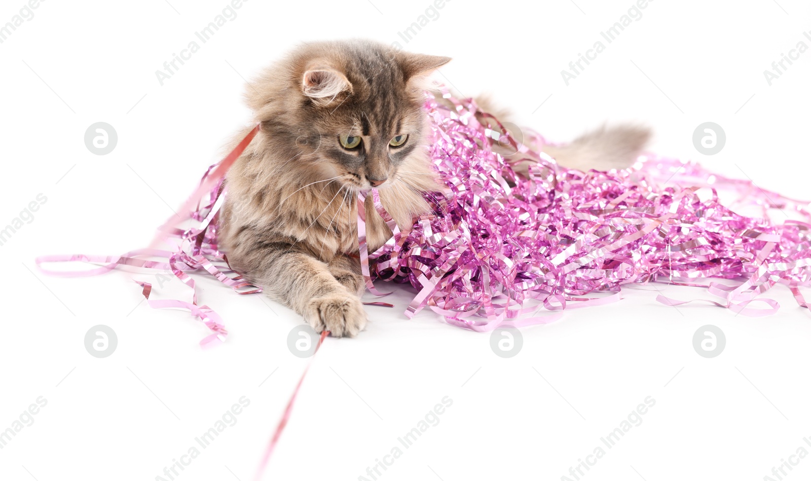 Photo of Cute cat with pink Christmas tinsel isolated on white